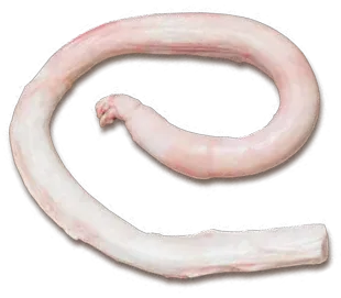Penis wołowy