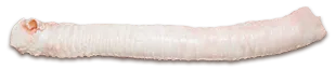 Tchawica wołowa