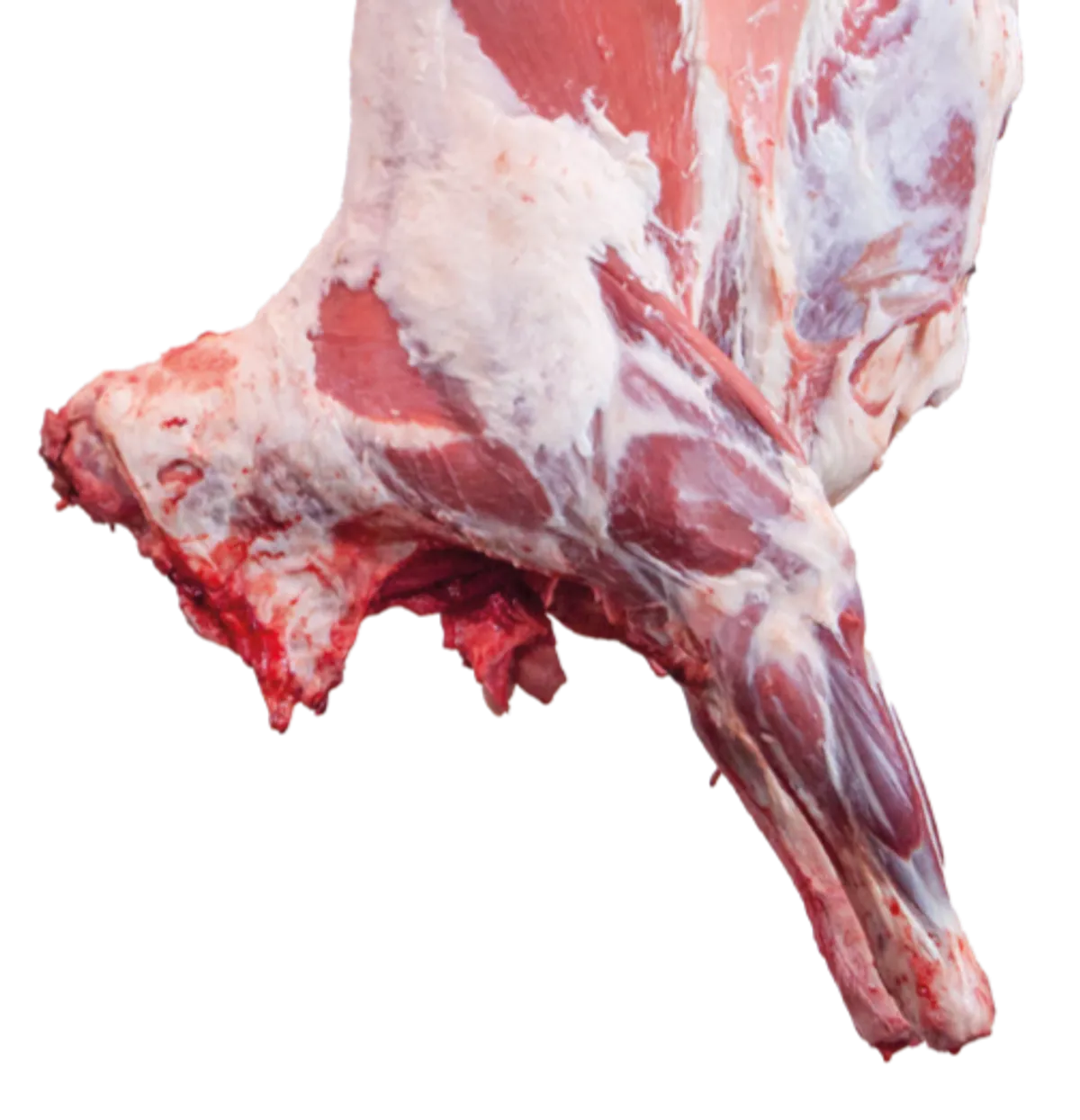 Jagnięcina z uboju rytualnego halal