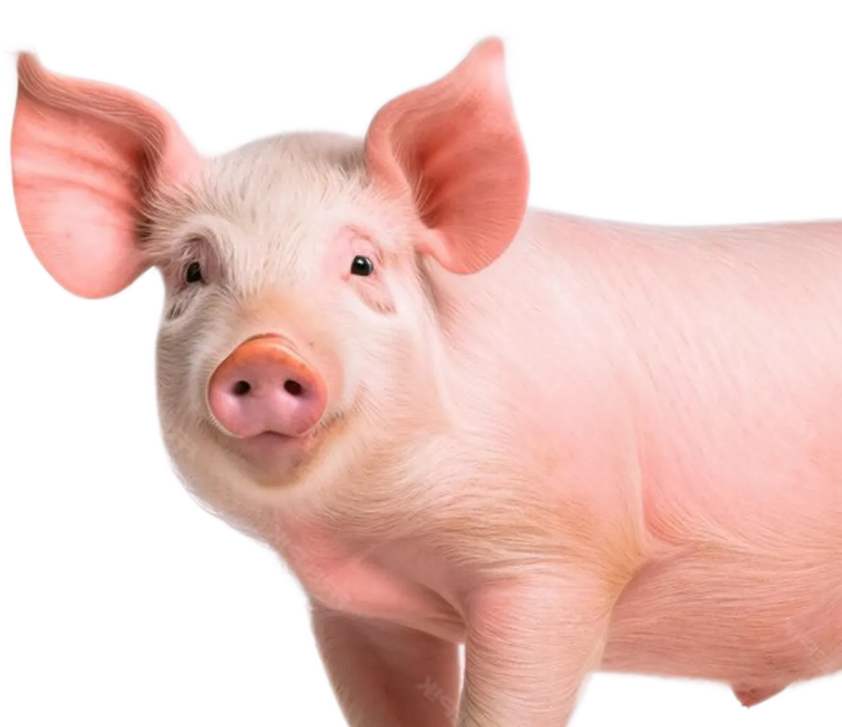 Wieprzowina